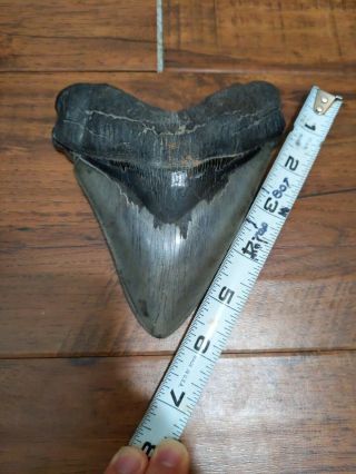 Megalodon tooth - HUGE with DEFORMITIES 2