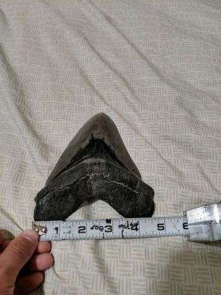 Megalodon tooth - HUGE with DEFORMITIES 3