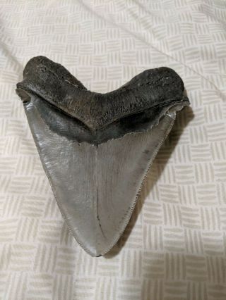 Megalodon tooth - HUGE with DEFORMITIES 4
