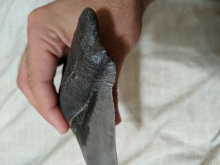 Megalodon tooth - HUGE with DEFORMITIES 5