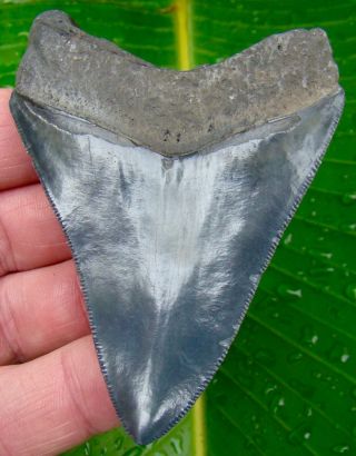 Megalodon Shark Tooth 3 & 5/16 In.  Real Fossil - Serrated - No Restorations