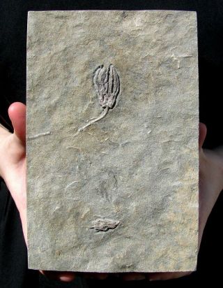 Extinctions - Two Abrotocrinus Crinoid Fossils - Warsaw Fm.  - Double