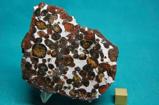 Sericho Pallasite Meteorite 210.  8 Grams