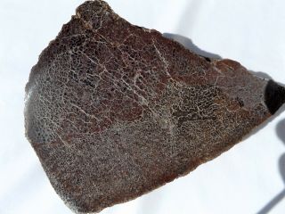 Dig - N - Utah: 4.  15 Lbs Gem Dinosaur Bone Dino Fossil Polished E 240