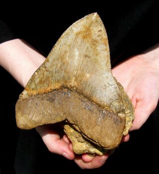 Extinctions - Huge 5.  65 " Chile Meg Shark Tooth Fossil - Megalodon In Rock