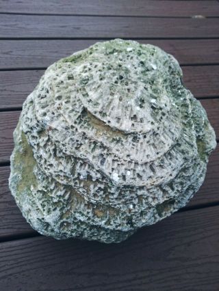 Fossilized Petoskey Stone 75 Pounds.  HUGE 2
