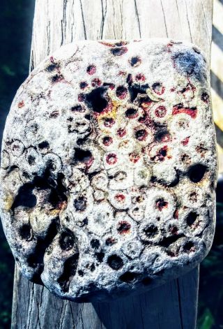 Petoskey Stone Unpolished And Apparently Bleeding?? Or Oozing Out Rasbery Sauce?