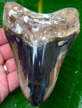 Megalodon Shark Tooth - 5 & 1/8 In.  Real Fossil Sharks Teeth - Jaw