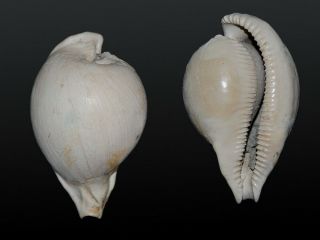 Seashell Umbilia Leptorhyncha Fossil Rare Specimen 59.  7 Mm