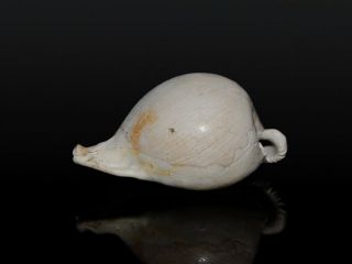 Seashell Umbilia leptorhyncha FOSSIL Rare specimen 59.  7 mm 2