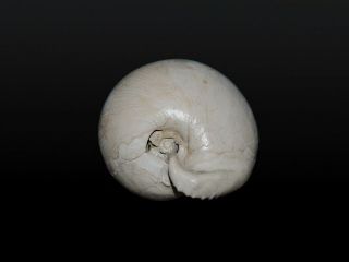 Seashell Umbilia leptorhyncha FOSSIL Rare specimen 59.  7 mm 3