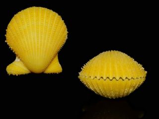 Seashell Lindapecten Muscosus Fantastic Yellow Specimen Rare 26.  3 Mm Gem