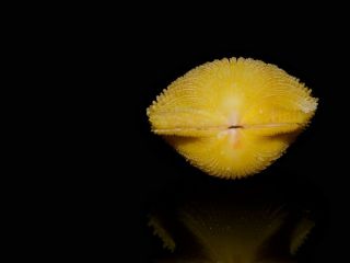 Seashell Lindapecten muscosus Fantastic yellow specimen RARE 26.  3 mm Gem 2