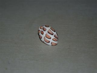 Seashell Punctacteon eloiseae dark specimen Fantastic 25.  5 mm 2