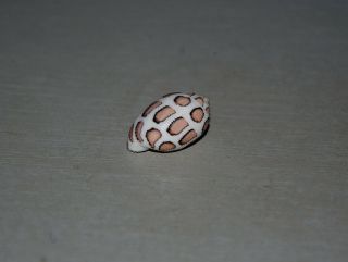 Seashell Punctacteon eloiseae dark specimen Fantastic 25.  5 mm 3