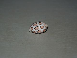 Seashell Punctacteon eloiseae dark specimen Fantastic 25.  5 mm 4