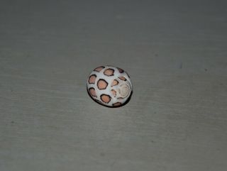 Seashell Punctacteon eloiseae dark specimen Fantastic 25.  5 mm 5