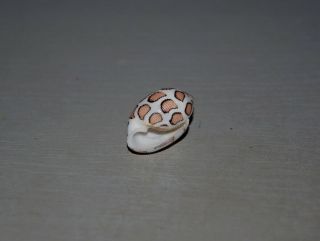 Seashell Punctacteon eloiseae dark specimen Fantastic 25.  5 mm 6