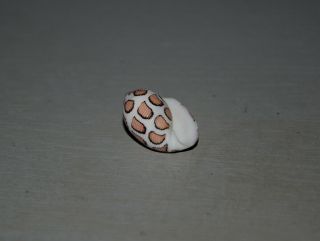 Seashell Punctacteon eloiseae dark specimen Fantastic 25.  5 mm 7