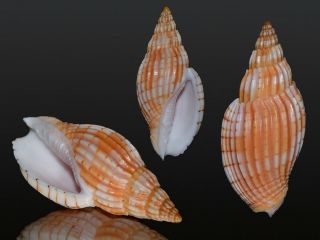 Seashell Voluta (lyria) Delessertiana Big Shell 46.  2 Mm