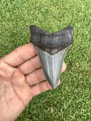 Colorful 3.  68” Chubutensis Fossil Shark Tooth 100 Natural No Restoration