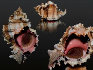 Seashell Murex Phyllonotus Margaritensis.  Monster.  Red Form 103.  3 Mm