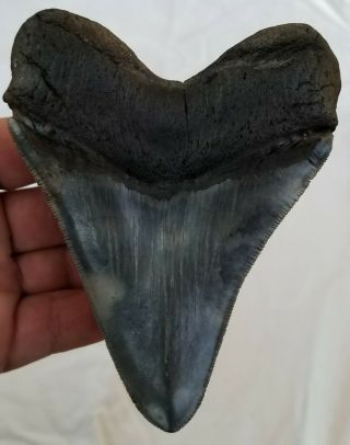 Colored,  Heavily Serrated 5.  19 " Megalodon Tooth.  No Restoration