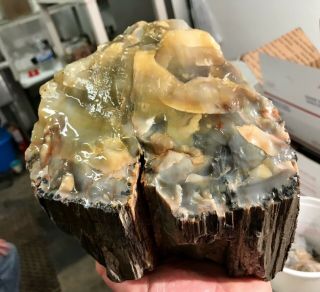 Reilly’s Rocks: Top Quality Well Agatized Arizona Petrified Wood,  9.  5 Lbs.