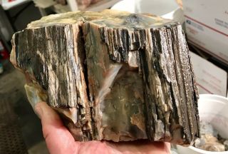 REILLY’S ROCKS: Top Quality Well Agatized Arizona Petrified Wood,  9.  5 Lbs. 3