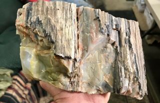 REILLY’S ROCKS: Top Quality Well Agatized Arizona Petrified Wood,  9.  5 Lbs. 7