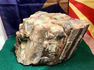 REILLY’S ROCKS: Top Quality Well Agatized Arizona Petrified Wood,  9.  5 Lbs. 8