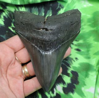 Megalodon Sharks Tooth 4 11/16  Inch Fossil Sharks Tooth Teeth