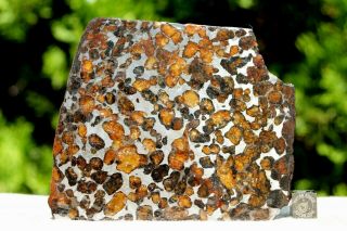 Sericho Pallasite Meteorite From Kenya Africa Habaswein 111.  1 Gram Part Slice