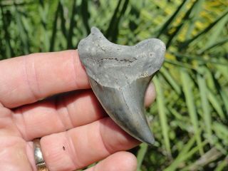 13) Rare Bluish Gray Parotodus Benedeni 2.  60 " Megalodon Shark Teeth Fossil