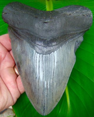 Megalodon Shark Tooth - 5 & 9/16 In.  - Real Fossil - No Restorations