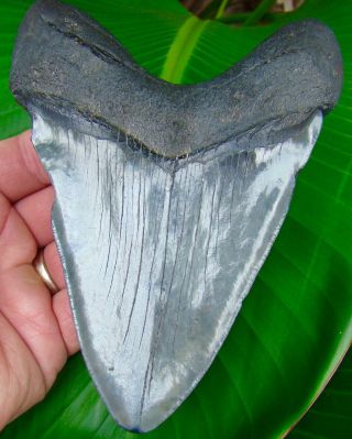 Megalodon Shark Tooth - 5 & 9/16 in.  - REAL FOSSIL - NO RESTORATIONS 2