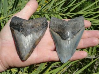 7) 2 Cool Megs " Megalodon Shark Teeth Fossil