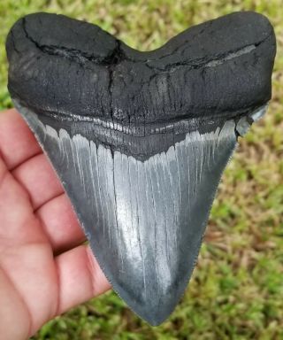 Wide Serrated 5.  49 " Giant Megalodon Tooth.  Width Is 4.  3 " No Restoration