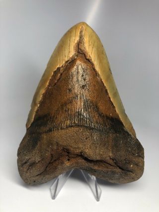 Big Orange 5.  49” Megalodon Fossil Shark Tooth Real 1918