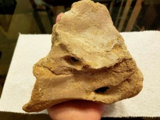 Dinosaur Spinosaurus Fossil Cervical (neck) Vertebrae Bone Kem Kem Morocco