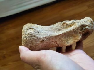 Dinosaur Spinosaurus fossil Cervical (neck) vertebrae bone Kem Kem Morocco 7
