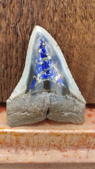 Megladon Tooth,  Inlayed With Pyrite & Lapis Lazuli,  3 1/2 In Tall X 3in Wide.