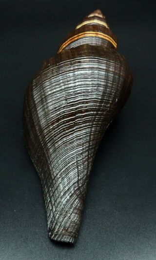 Astounding size & quality: Pugilina morio F,  205 mm W Africa Melongenidae H 5
