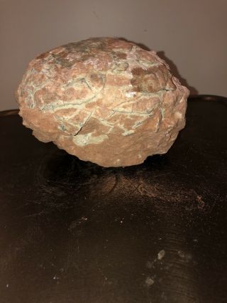 Fossilized Dinosaur Egg With Certificate Of Authenticity