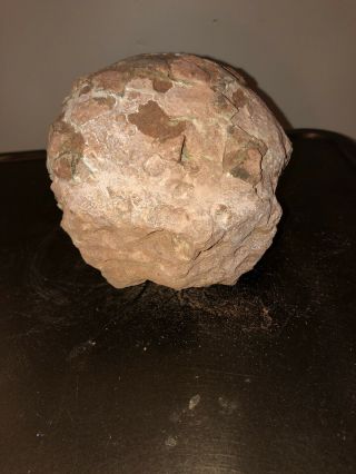 Fossilized Dinosaur Egg with Certificate of Authenticity 2