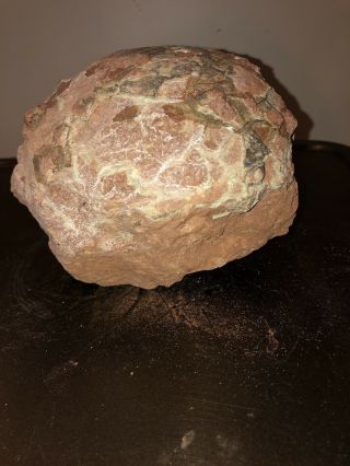 Fossilized Dinosaur Egg with Certificate of Authenticity 3