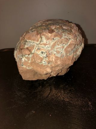 Fossilized Dinosaur Egg with Certificate of Authenticity 4