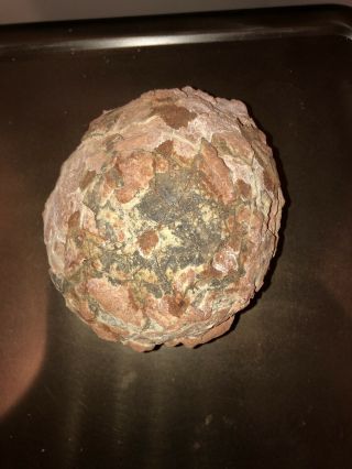 Fossilized Dinosaur Egg with Certificate of Authenticity 5