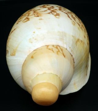 Voluta Livonia mammilla F,  240 mm seashell Australia H 2