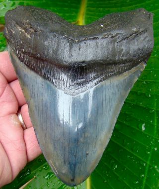 Megalodon Shark Tooth - Over 5 & 1/4 In.  - Real Fossil - No Restorations